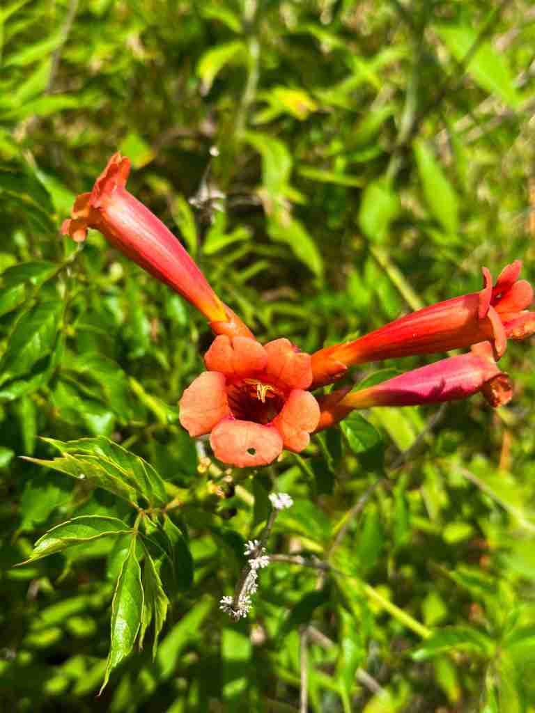 a group of orange wildflowers
