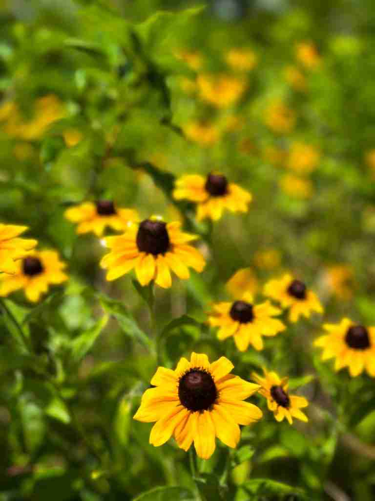 a patch of yellow and black eyed susan flowers