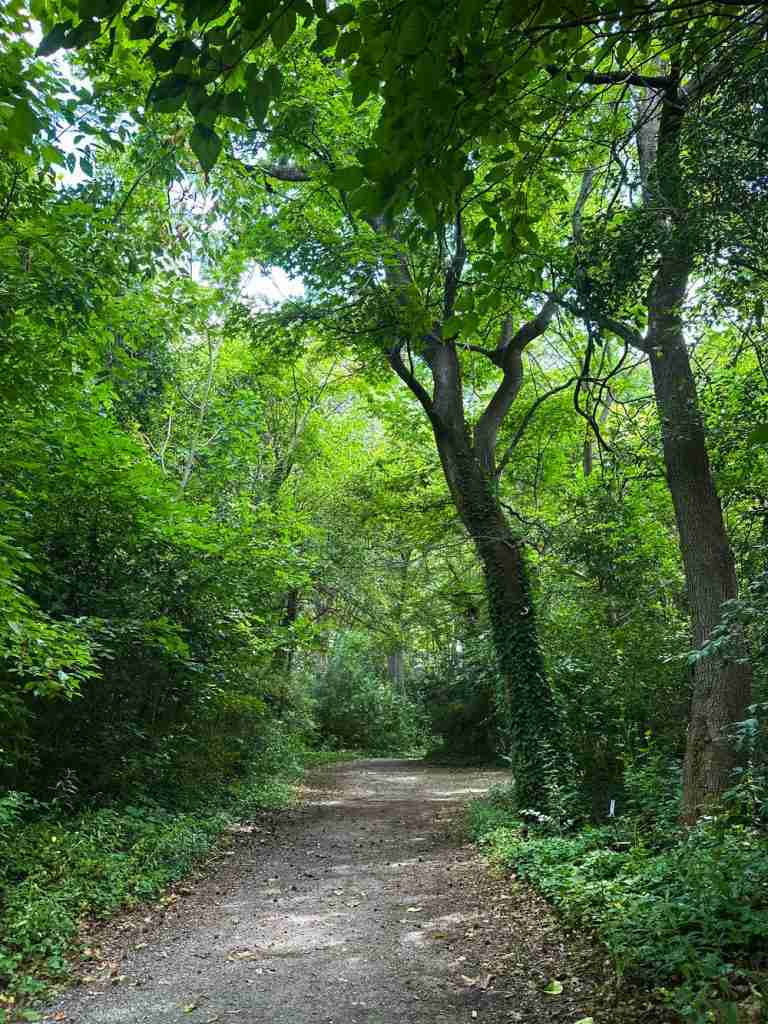 a hiking trail with tall shady trees in Portsmouth VA