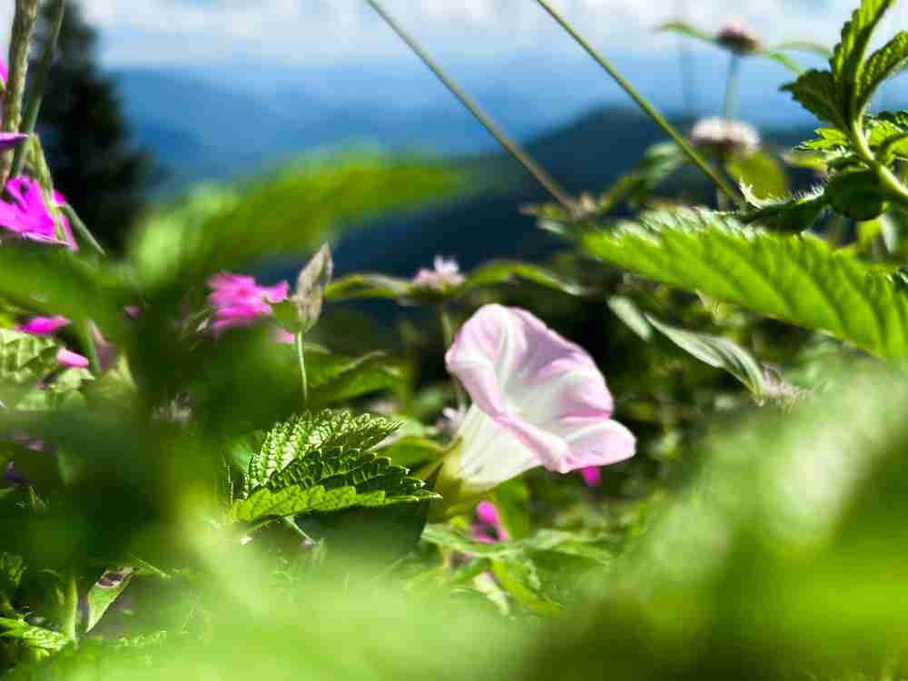The best spring wildflower hikes on the East Coast of the United States