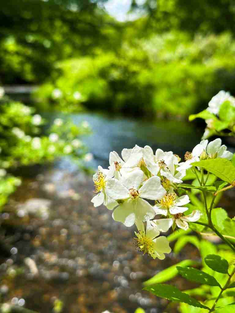 wildflowers hikes on Grandfather Mountain in North Carolina on the East Coast