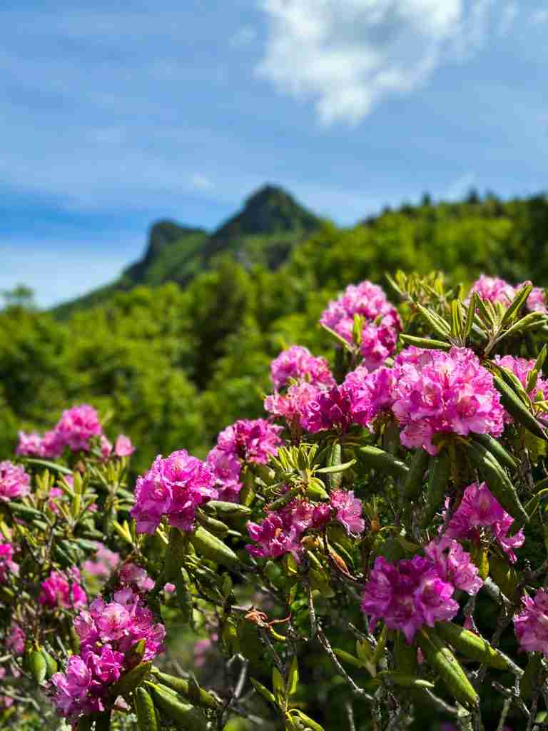 wildflower hikes to enjoy on the east coast during spring