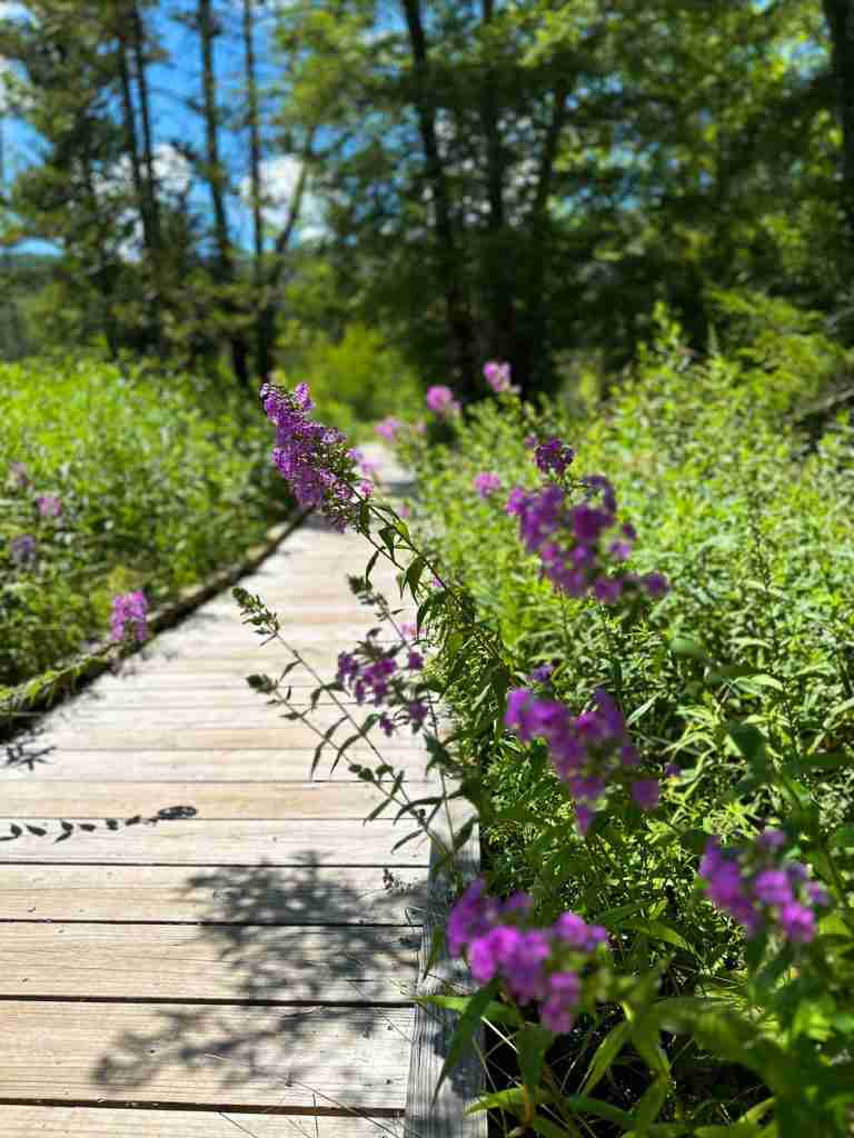 purple wildflowers line a trail in Cranberry Glades Botanical Garden in West Virginia