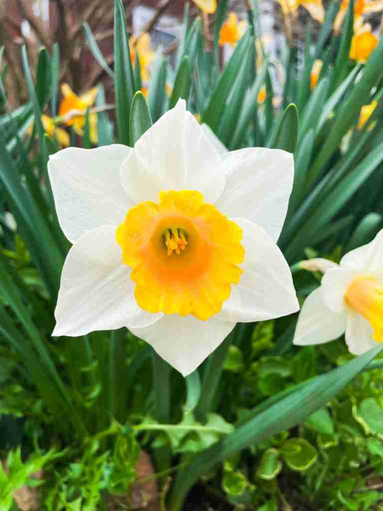 a beautiful yellow and white daffodil stands at Gibbs Garden in Georgia