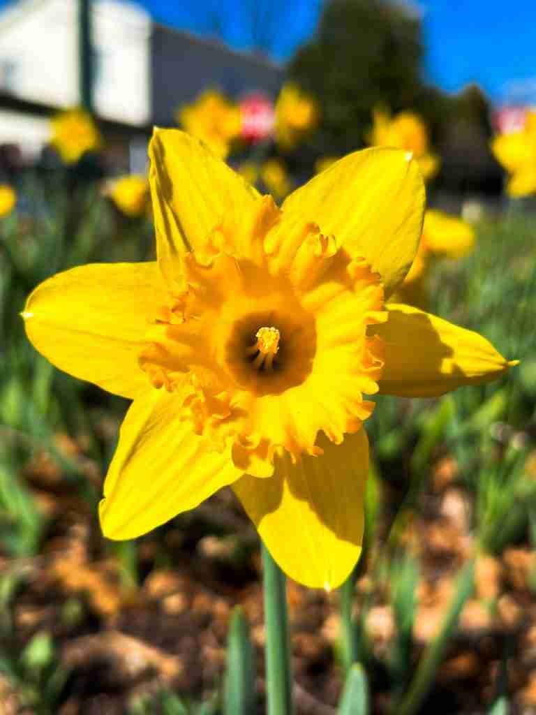 daffodils at Gibbs Garden on the east coast of Georgia