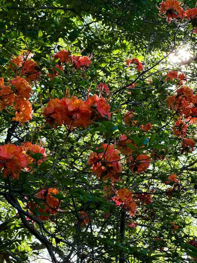 flame azaleas on Roan Mountain can be seen while hiking on the East Coast
