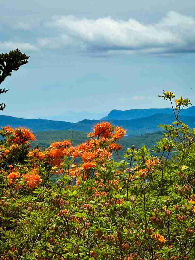 flame azaleas are considered some of the most beautiful flowers to view while hiking on the East Coast