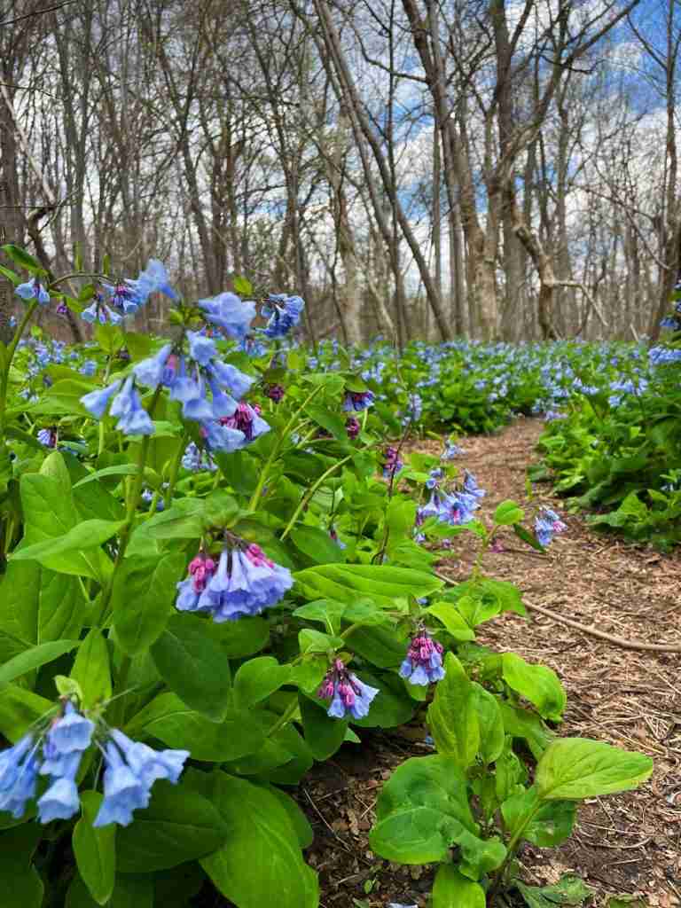 blue and purple bluebells line a hiking trail on Virginia’s east coast