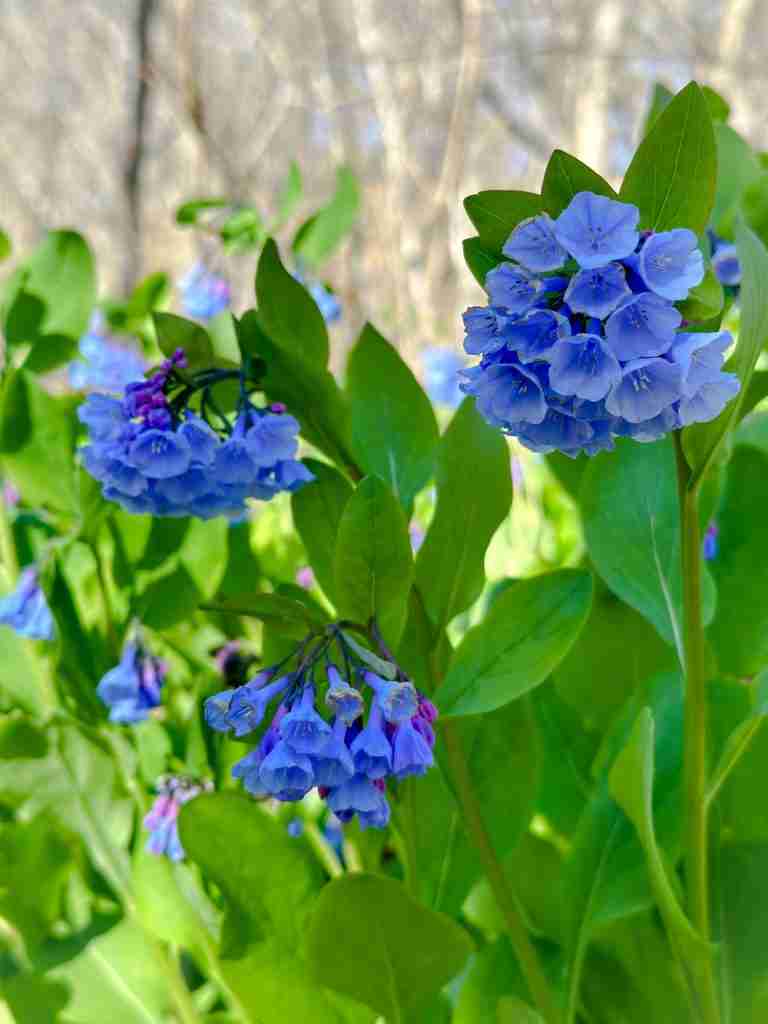 hiking for bluebells in Virginia is considered to be one of the beat ways to view wildflowers on the East Coast