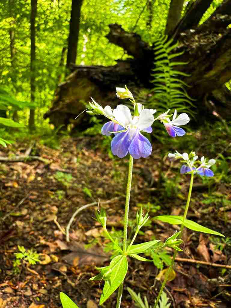 Cranberry Glades Botanical Garden in West Virginia is considered one of the best spring hikes on the East Coast