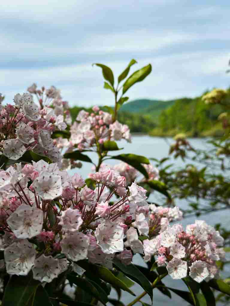 mountain laurel flowers in New York state in spring