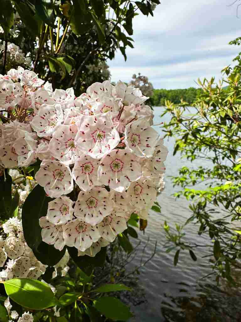 hiking for mountain laurel in New York is one of the best things to do on the East Coast in spring